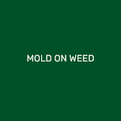 MOLD ON WEED